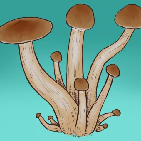Mykożerca Growkit Golden Teacher Mykożerca Growkit Golden Teacher