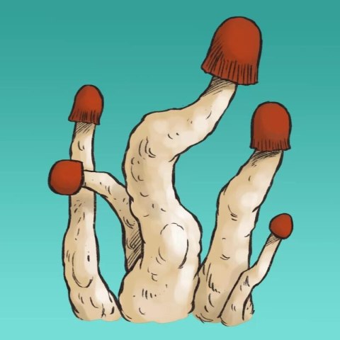 Mykożerca Growkit MVP Mykożerca Growkit MVP