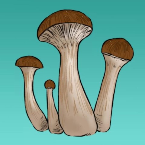 Mykożerca Growkit Mckennaii Mykożerca Growkit Mckennaii