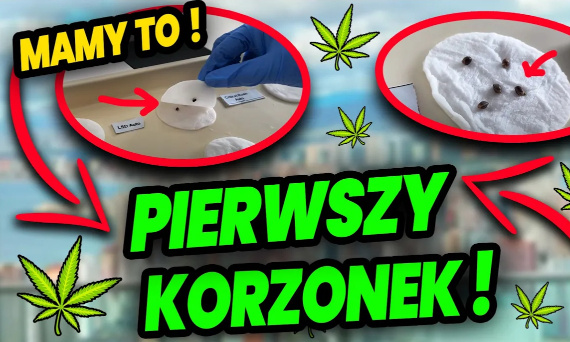 PĘKŁA PESTKA ! Pierwszy tydzień hodowli MARIHUANY i już MAMY KORZONKI !