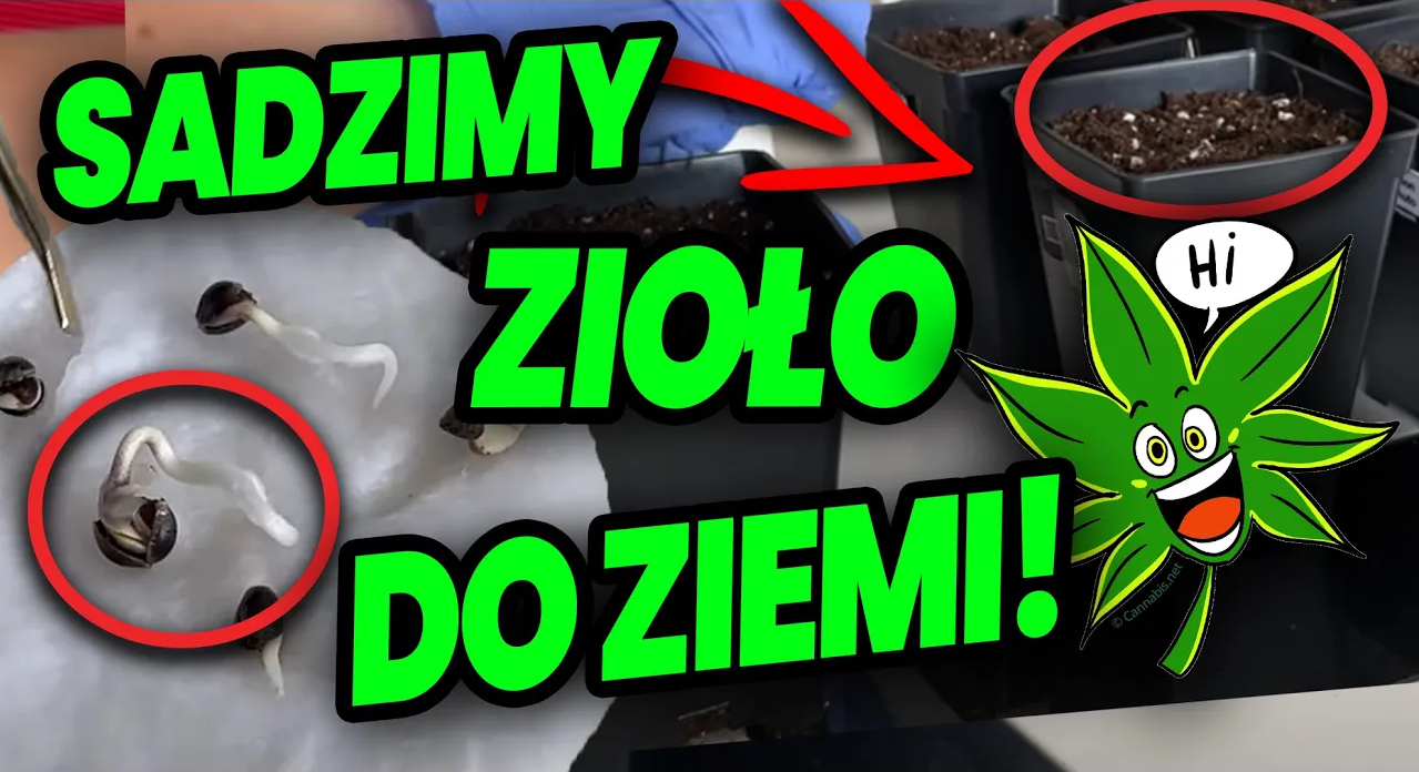 Czas na sadzenie MARIHUANY do ziemi ! Ale wyrosły nam z ziaren KORZENIE!