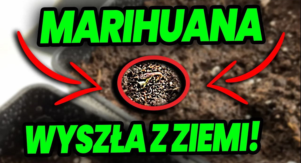 START fazy wzrostu Marihuany - podlewanie i pielęgnacja zioła - pierwszy tydzień hodowli