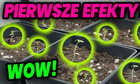 Pierwszy tydzień WZROSTU i już takie MEGA EFEKTY!